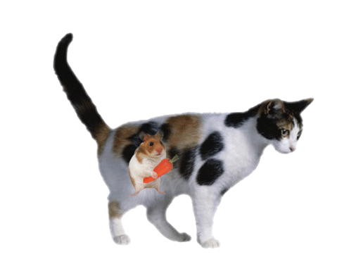猫与鼠!.gif