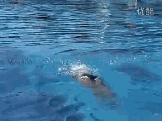 蝶泳最爱.gif