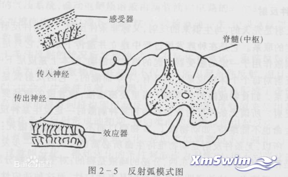 全浸学习的神经训练